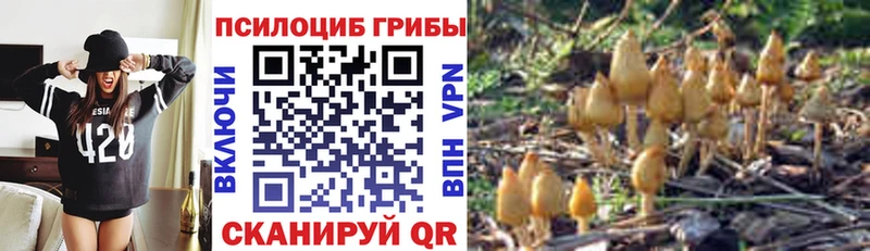 где можно купить наркотик  Бородино  Псилоцибиновые грибы прущие грибы 